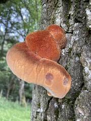Inonotus hispidus