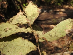 Quercus peduncularis