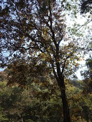 Quercus peduncularis