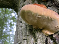 Inonotus hispidus
