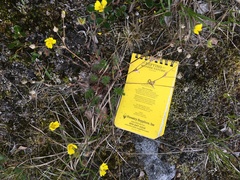 Potentilla multifida