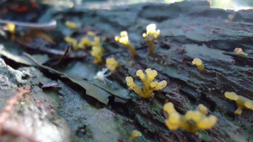 Calocera arborea image