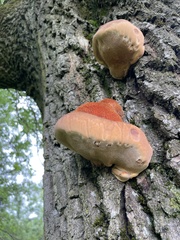Inonotus hispidus