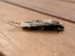 Gerontha acrosthenia