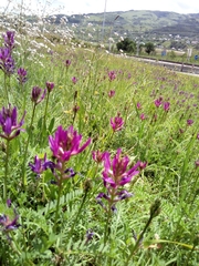 Astragalus onobrychis