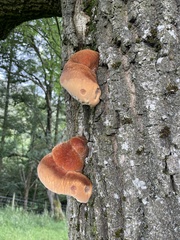 Inonotus hispidus