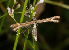 Marasmarcha lunaedactyla