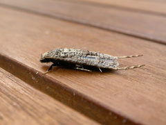 Gerontha acrosthenia