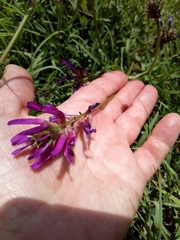 Astragalus onobrychis
