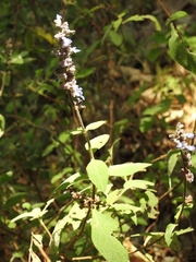 Salvia mocinoi