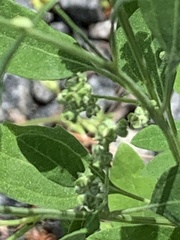 Chenopodium suecicum