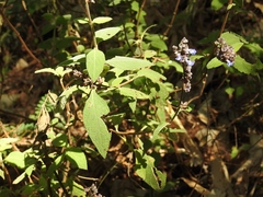 Salvia mocinoi