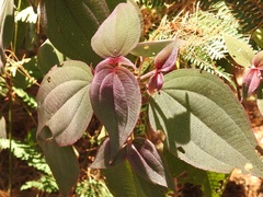 Miconia submontana
