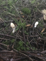 Trichoderma alutaceum