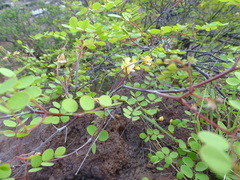 Haematoxylum brasiletto