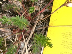 Potentilla multifida