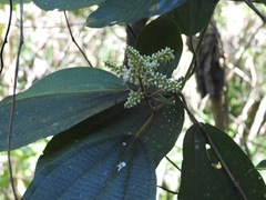 Miconia desmantha