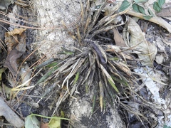 Scaphyglottis fasciculata