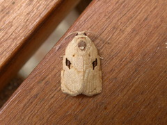 Homona mermerodes