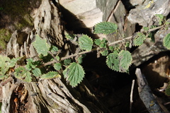 Urtica magellanica