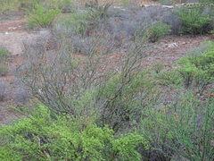 Fouquieria splendens