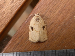 Homona mermerodes