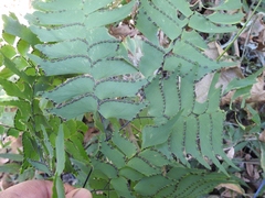 Adiantum trapeziforme
