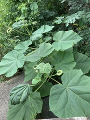 Paulownia tomentosa