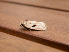 Homona mermerodes
