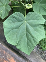 Paulownia tomentosa