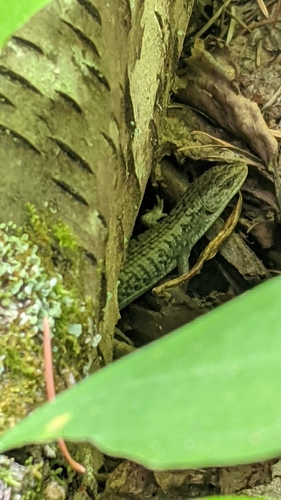 Northern Alligator Lizard, Central Coast C, BC V0T, Canada, photo 7 of 10