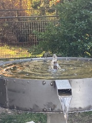 Sephanoides sephaniodes