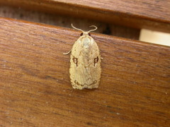 Homona mermerodes