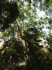 Ulmus mexicana