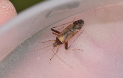 Phytocoris ulmi