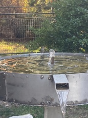 Sephanoides sephaniodes