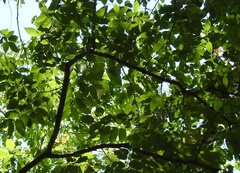 Ulmus mexicana