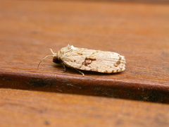 Homona mermerodes