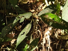 Myriocarpa heterospicata