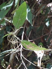 Myriocarpa heterospicata