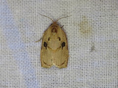 Homona mermerodes