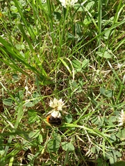 Bombus lapidarius