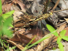 Phanogomphus militaris