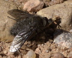 Conophorus