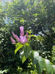 Cryptostegia grandiflora
