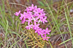 Zeltnera beyrichii