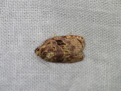 Homona mermerodes
