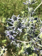 Eryngium planum