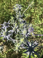 Eryngium planum
