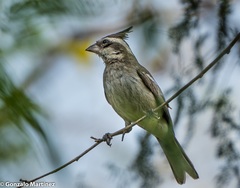 Lophospingus pusillus